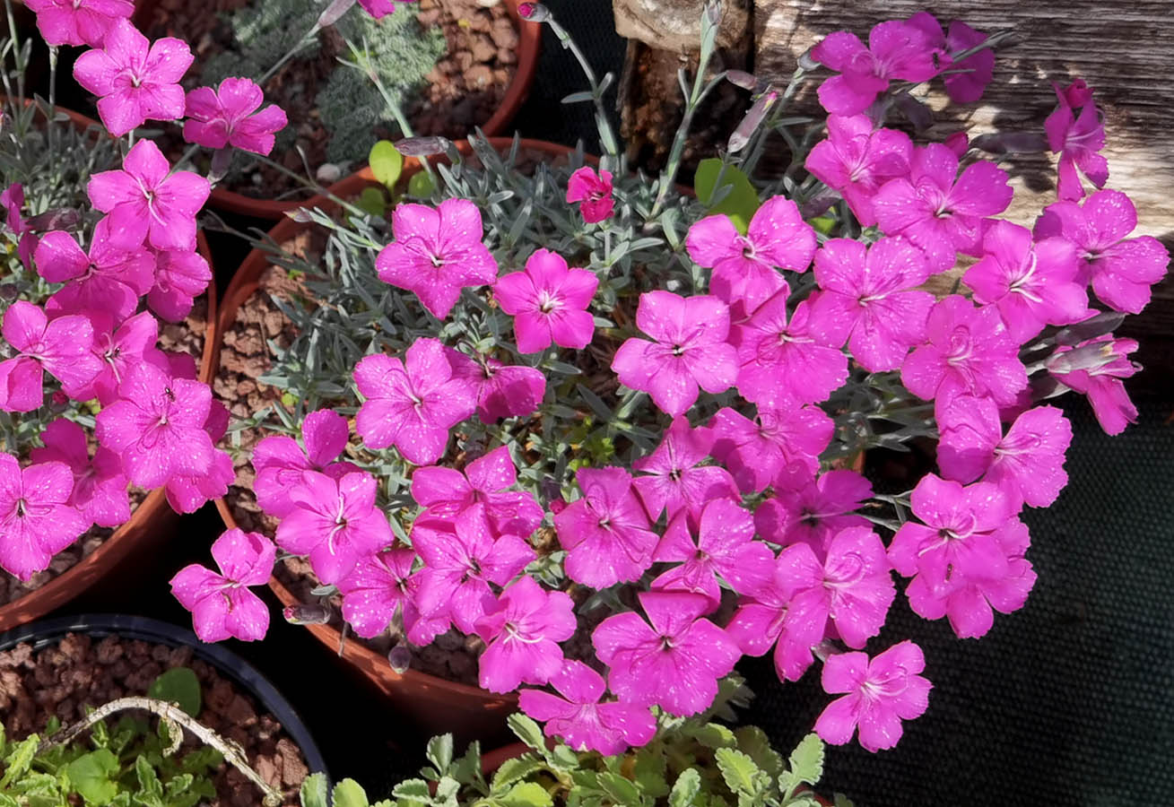 Dianthus 'Whatfield Magenta' 2